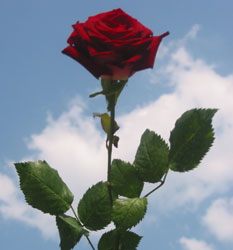 Red Rose